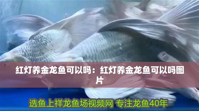 紅燈養金龍魚可以嗎：紅燈養金龍魚可以嗎圖片