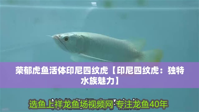 榮郁虎魚活體印尼四紋虎【印尼四紋虎：獨特水族魅力】