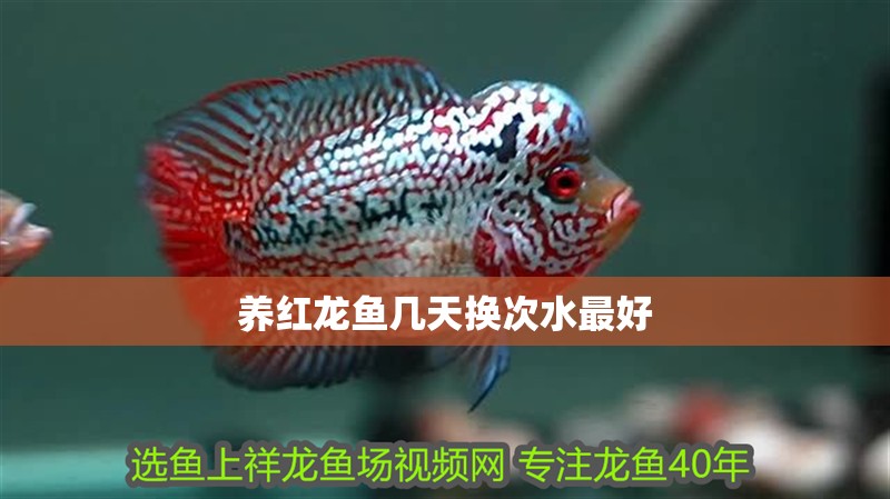 養(yǎng)紅龍魚幾天換次水最好