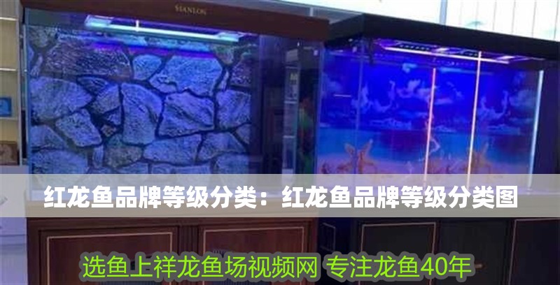 紅龍魚品牌等級分類：紅龍魚品牌等級分類圖