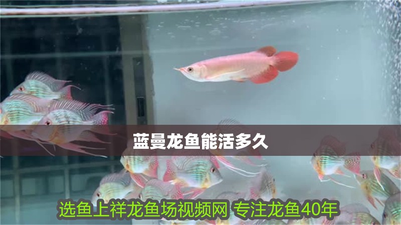 藍(lán)曼龍魚能活多久