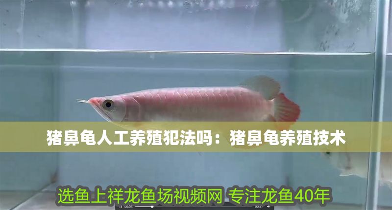 豬鼻龜人工養殖犯法嗎：豬鼻龜養殖技術