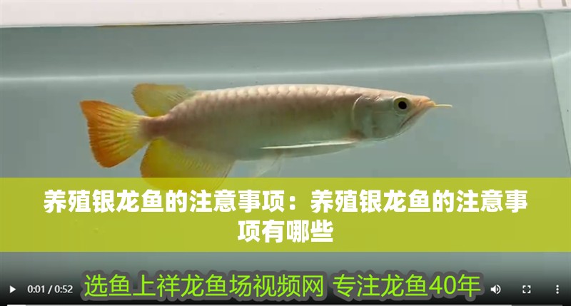 養(yǎng)殖銀龍魚的注意事項：養(yǎng)殖銀龍魚的注意事項有哪些