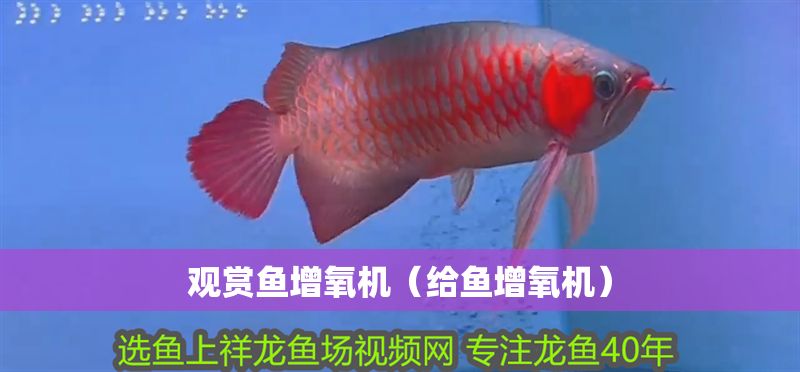 觀賞魚增氧機（給魚增氧機）