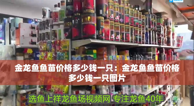 金龍魚魚苗價格多少錢一只：金龍魚魚苗價格多少錢一只圖片