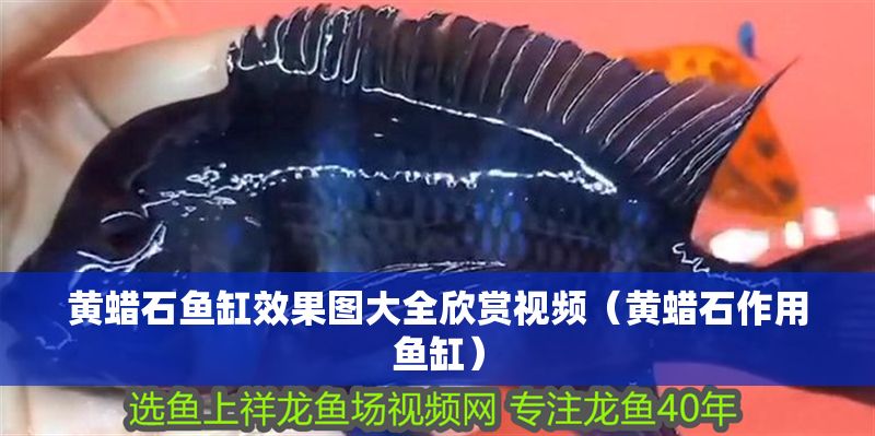 黃蠟石魚缸效果圖大全欣賞視頻(黃蠟石作用魚缸)