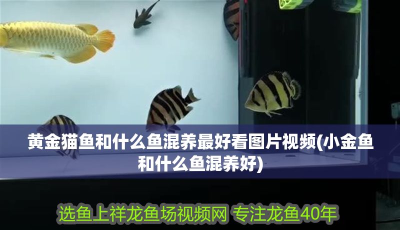 黃金貓魚和什么魚混養(yǎng)最好看圖片視頻(小金魚和什么魚混養(yǎng)好)