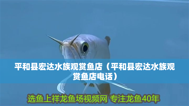 平和縣宏達水族觀賞魚店（平和縣宏達水族觀賞魚店電話）