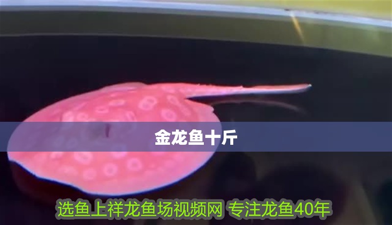 金龍魚(yú)十斤
