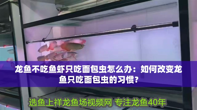 龍魚不吃魚蝦只吃面包蟲怎么辦：如何改變龍魚只吃面包蟲的習慣？ 龍魚不吃魚蝦只吃面包蟲怎么辦：如何改變龍魚只吃面包蟲的習慣？ 龍魚百科