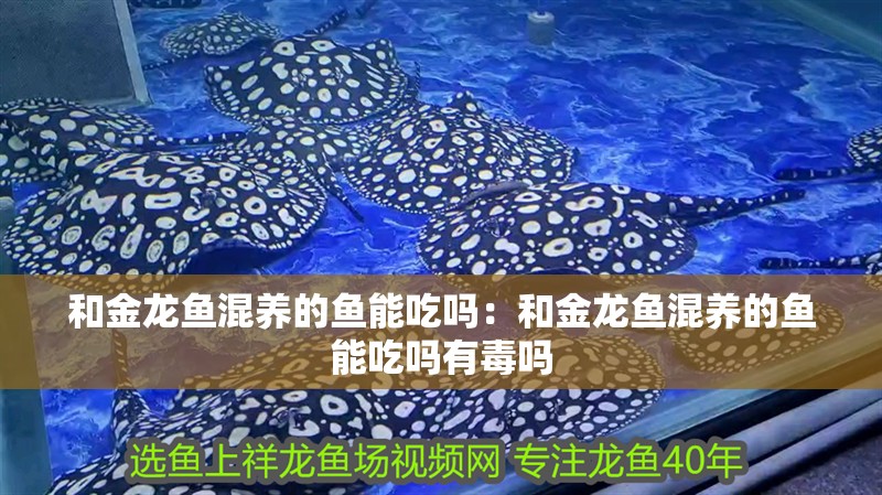 和金龍魚混養的魚能吃嗎：和金龍魚混養的魚能吃嗎有毒嗎