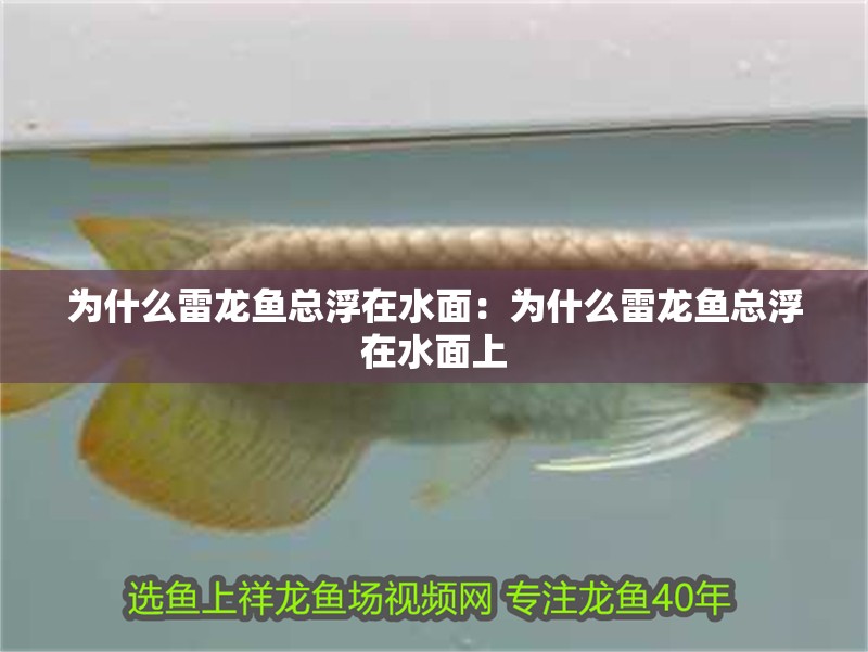 為什么雷龍魚總浮在水面：為什么雷龍魚總浮在水面上 為什么雷龍魚總浮在水面：為什么雷龍魚總浮在水面上 水族問答