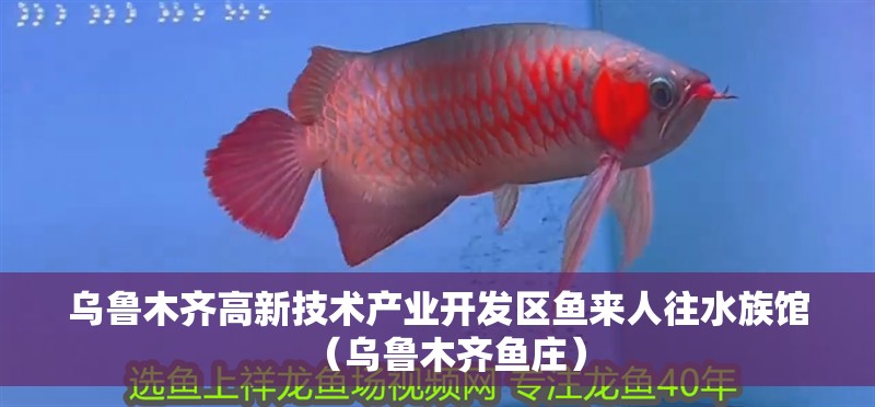 烏魯木齊高新技術產業開發區魚來人往水族館（烏魯木齊魚莊）