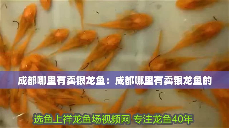 成都哪里有賣銀龍魚：成都哪里有賣銀龍魚的