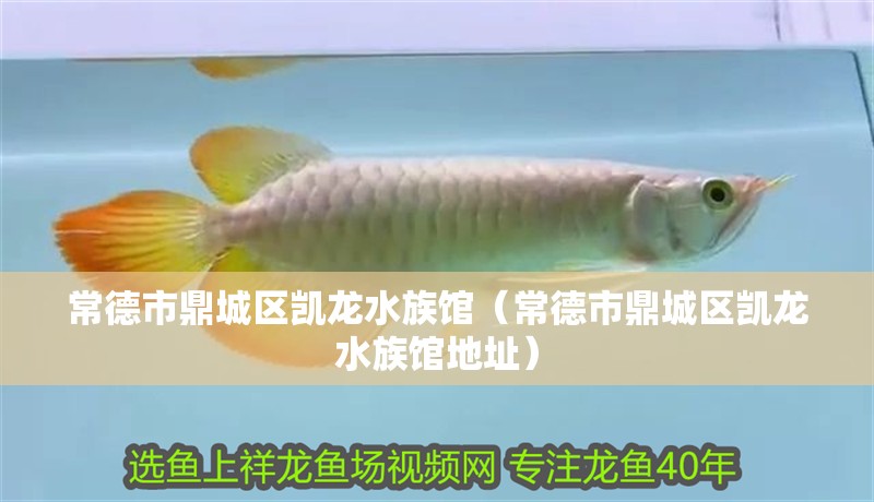 常德市鼎城區凱龍水族館（常德市鼎城區凱龍水族館地址）