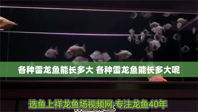 各種雷龍魚(yú)能長(zhǎng)多大 各種雷龍魚(yú)能長(zhǎng)多大呢