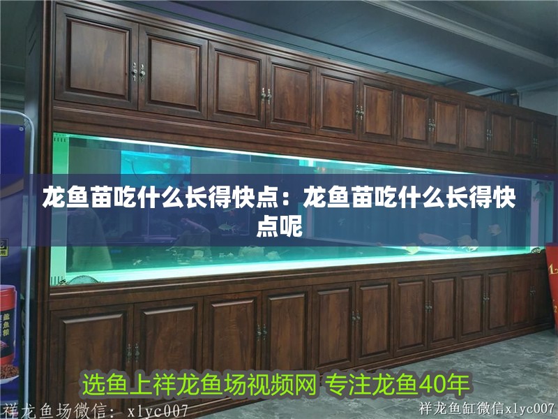 龍魚苗吃什么長得快點：龍魚苗吃什么長得快點呢