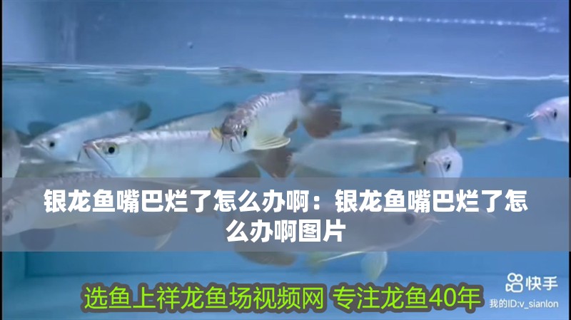 銀龍魚嘴巴爛了怎么辦啊：銀龍魚嘴巴爛了怎么辦啊圖片