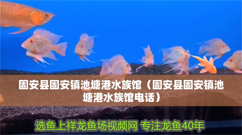 固安縣固安鎮(zhèn)池塘港水族館（固安縣固安鎮(zhèn)池塘港水族館電話）