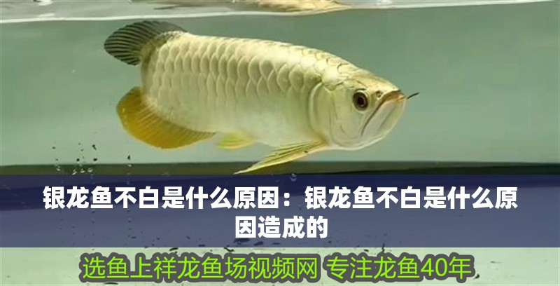 銀龍魚不白是什么原因：銀龍魚不白是什么原因造成的