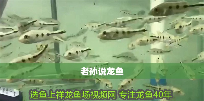 老孫說龍魚
