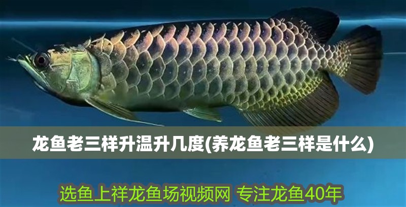 龍魚老三樣升溫升幾度(養龍魚老三樣是什么)