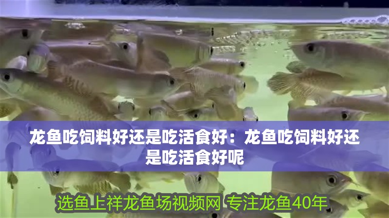 龍魚吃飼料好還是吃活食好：龍魚吃飼料好還是吃活食好呢
