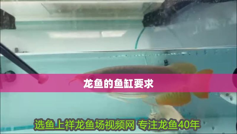 龍魚的魚缸要求
