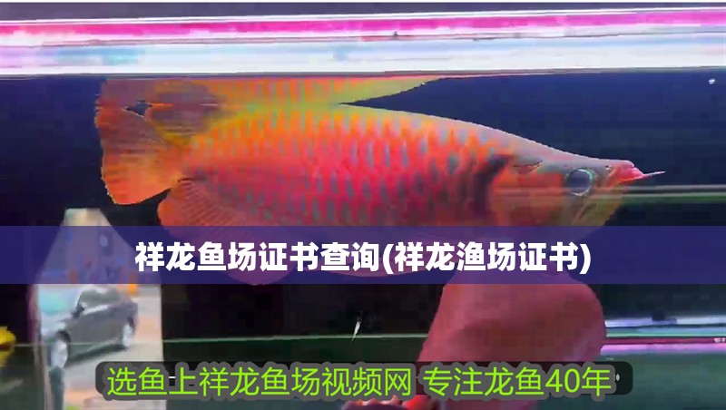 祥龍魚場證書查詢(祥龍漁場證書)