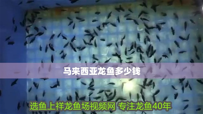 馬來西亞龍魚多少錢