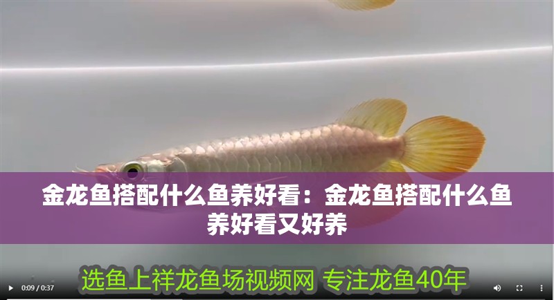 金龍魚搭配什么魚養(yǎng)好看：金龍魚搭配什么魚養(yǎng)好看又好養(yǎng)