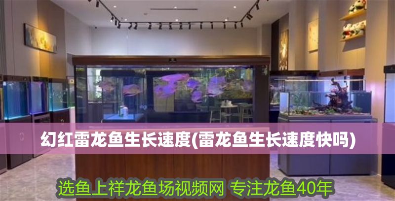 幻紅雷龍魚生長速度(雷龍魚生長速度快嗎)