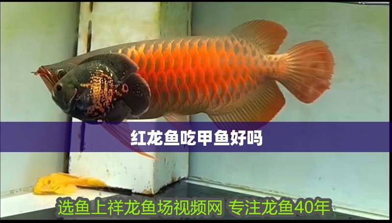紅龍魚吃甲魚好嗎