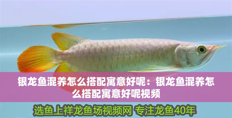 銀龍魚(yú)混養(yǎng)怎么搭配寓意好呢：銀龍魚(yú)混養(yǎng)怎么搭配寓意好呢視頻