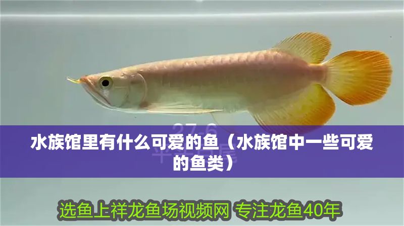 水族館里有什么可愛的魚（水族館中一些可愛的魚類）
