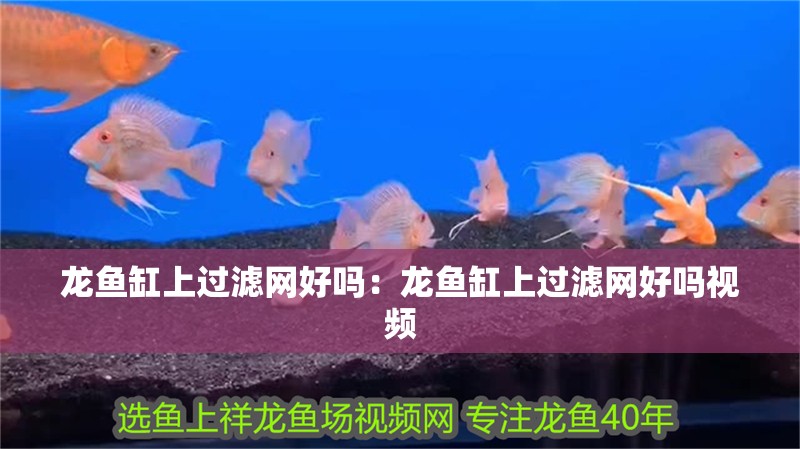 龍魚缸上過濾網好嗎：龍魚缸上過濾網好嗎視頻