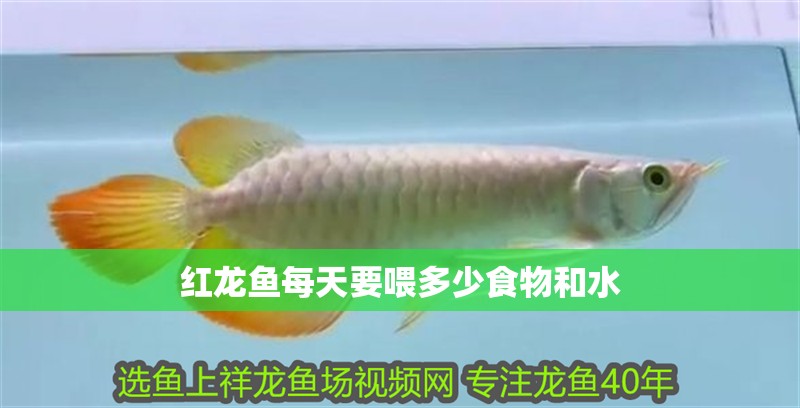 紅龍魚每天要喂多少食物和水
