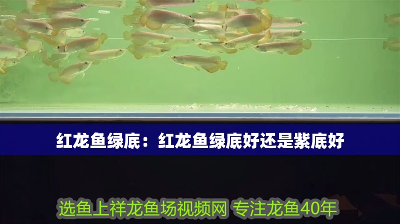 紅龍魚綠底：紅龍魚綠底好還是紫底好