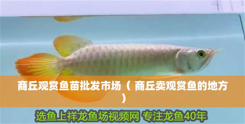 商丘觀賞魚苗批發(fā)市場（ 商丘賣觀賞魚的地方）