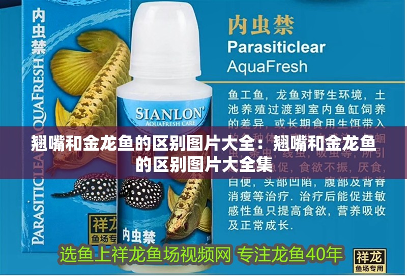 翹嘴和金龍魚的區別圖片大全:翹嘴和金龍魚的區別圖片大全集 水族問答 翹嘴和金龍魚的區別圖片大全:翹嘴和金龍魚的區別圖片大全集 翹嘴和金龍魚的區別圖片大全:翹嘴和金龍魚的區別圖片大全集 水族問答