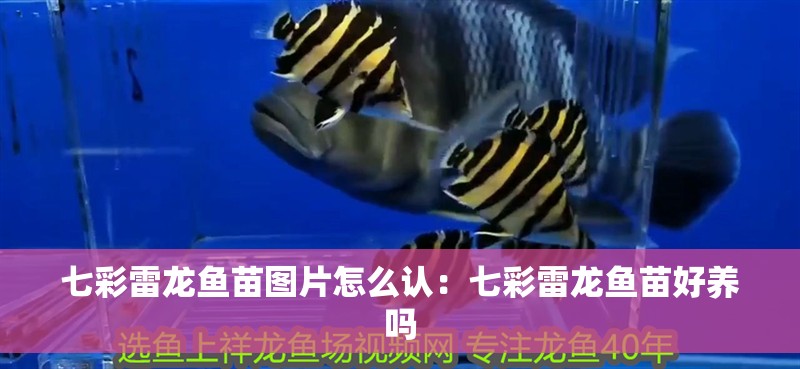 七彩雷龍魚(yú)苗圖片怎么認(rèn)：七彩雷龍魚(yú)苗好養(yǎng)嗎