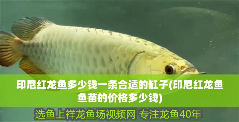 印尼紅龍魚(yú)多少錢(qián)一條合適的缸子(印尼紅龍魚(yú)魚(yú)苗的價(jià)格多少錢(qián))