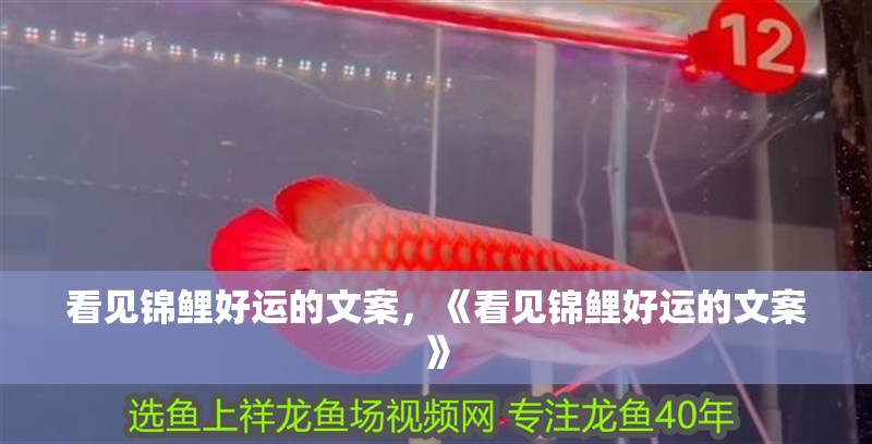 看見錦鯉好運的文案，《看見錦鯉好運的文案》