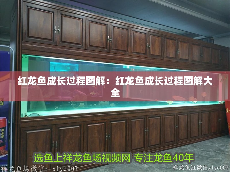 紅龍魚成長過程圖解：紅龍魚成長過程圖解大全