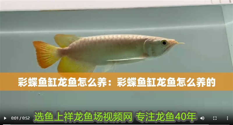彩蝶魚缸龍魚怎么養：彩蝶魚缸龍魚怎么養的