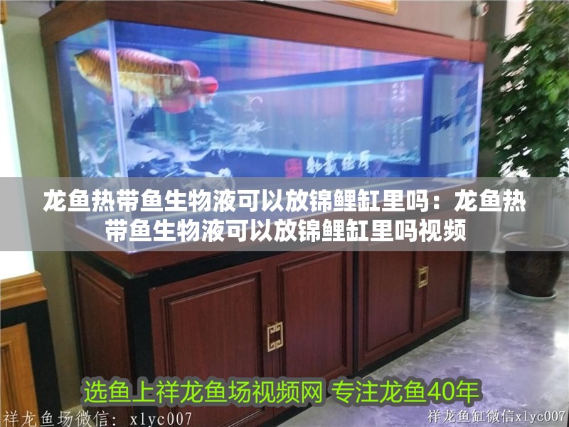 龍魚(yú)熱帶魚(yú)生物液可以放錦鯉缸里嗎：龍魚(yú)熱帶魚(yú)生物液可以放錦鯉缸里嗎視頻