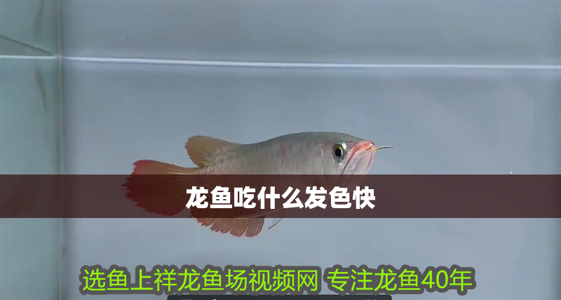 龍魚吃什么發色快