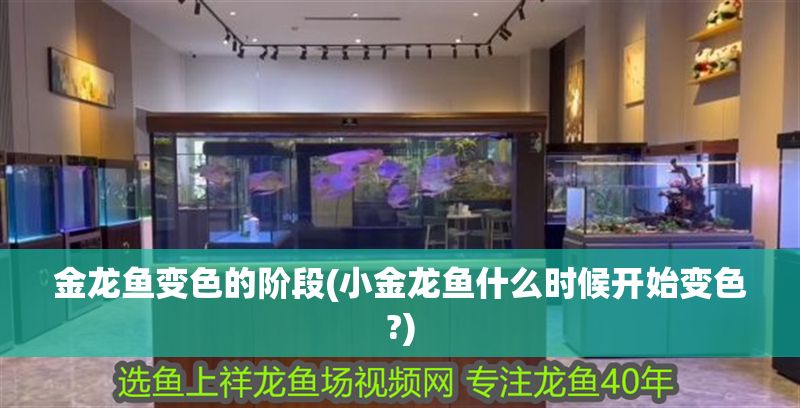 金龍魚變色的階段(小金龍魚什么時候開始變色?) 金龍魚變色的階段(小金龍魚什么時候開始變色?) 元寶鳳凰魚百科 第1張