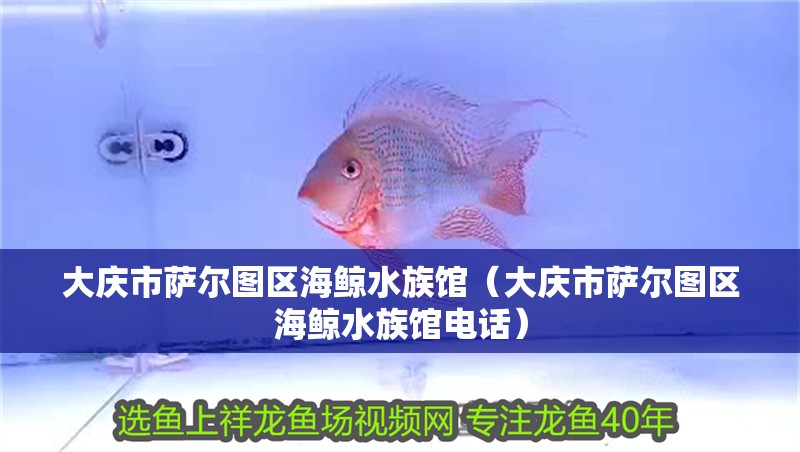 大慶市薩爾圖區海鯨水族館（大慶市薩爾圖區海鯨水族館電話）