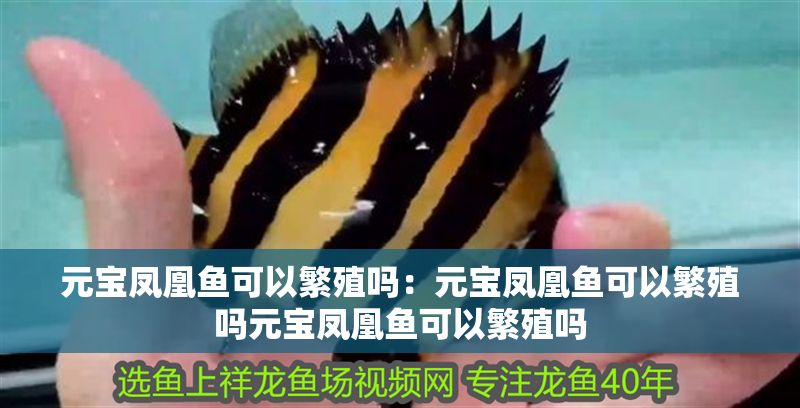 元寶鳳凰魚可以繁殖嗎：元寶鳳凰魚可以繁殖嗎元寶鳳凰魚可以繁殖嗎